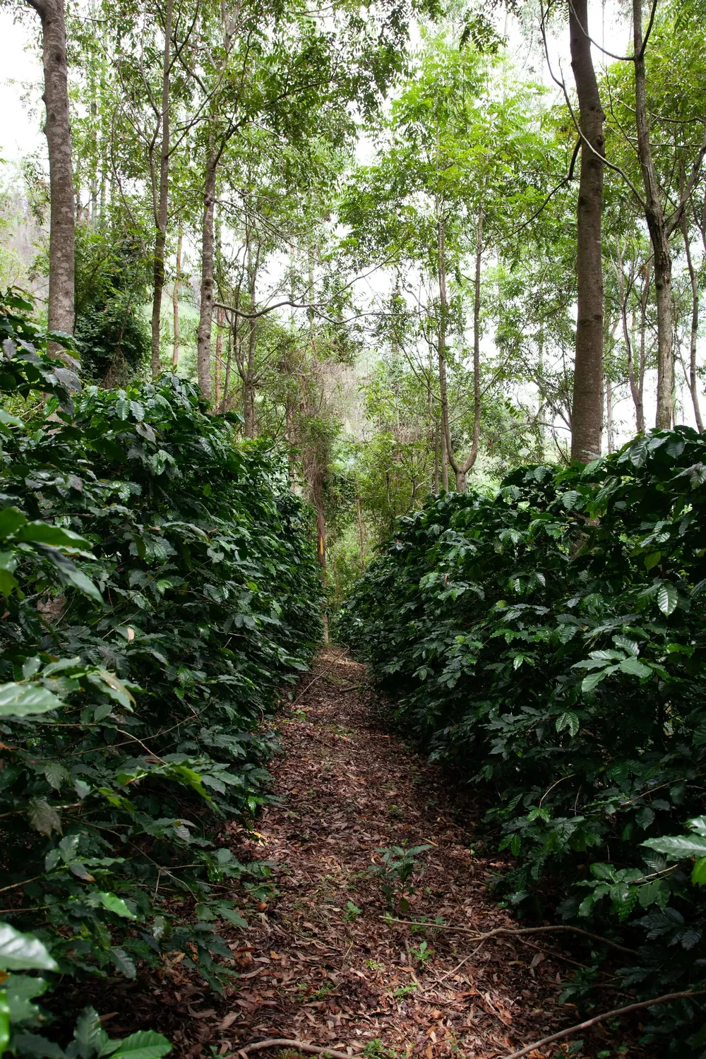 Agrofloresta em Poços de Caldas, Projeto café gato-mourisco