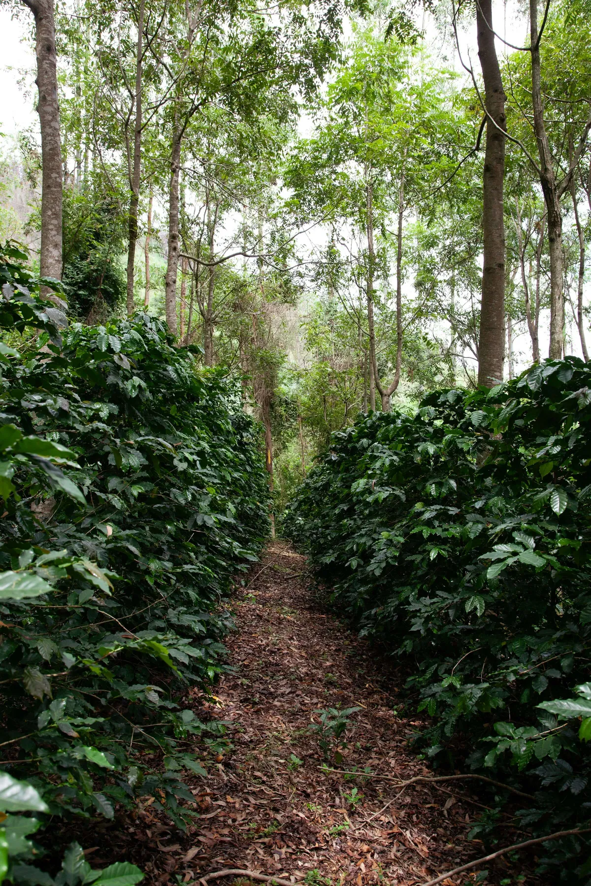 Agrofloresta em Poços de Caldas, Projeto café gato-mourisco